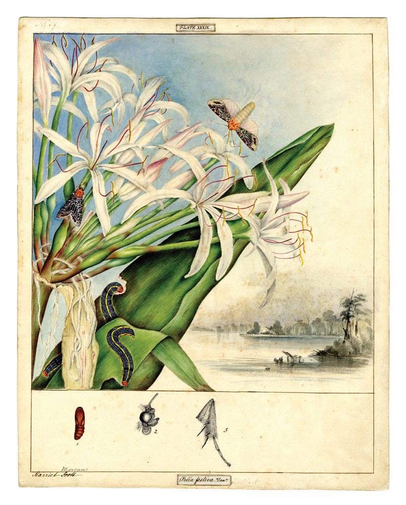 One of the illustrations on display from Beauty and Nature: Art of the Scott sisters. One of the illustrations on display from Beauty and Nature: Art of the Scott sisters.